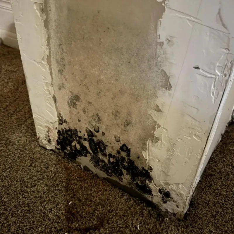 Professional Mold Removal in Big Park, AZ